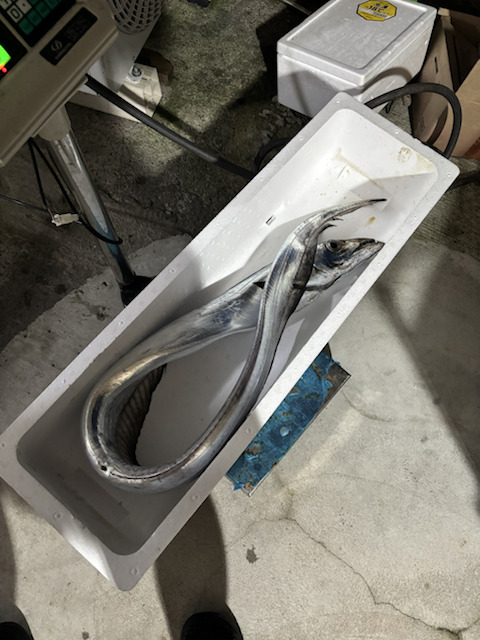 記事に関連する実体験の写真・記録